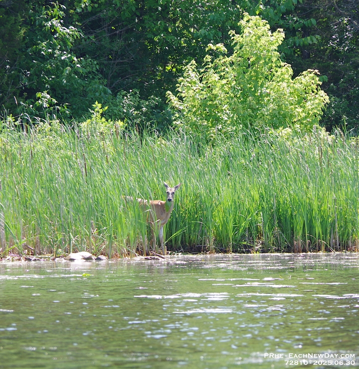 72810CrLeUsm - Kayaking on the Trent Canal at Ferris Provincial Park, Campbellford